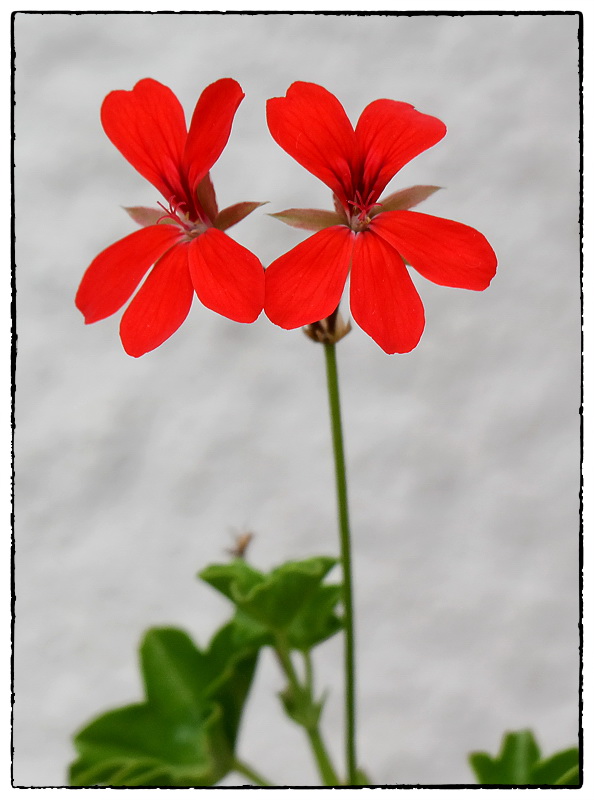 224 Blume SAM_0323 als Smart-Objekt-1 Kopie.jpg